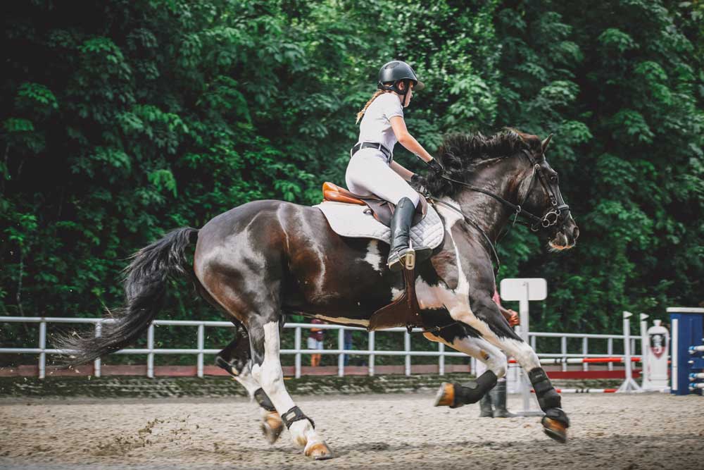 L'équipement cheval, indispensable pour l'équitation